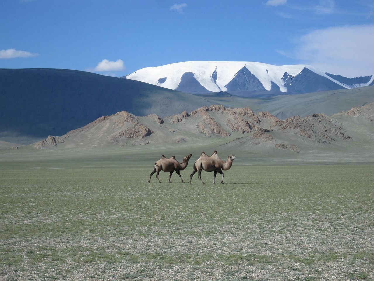 Camile in Mongolia