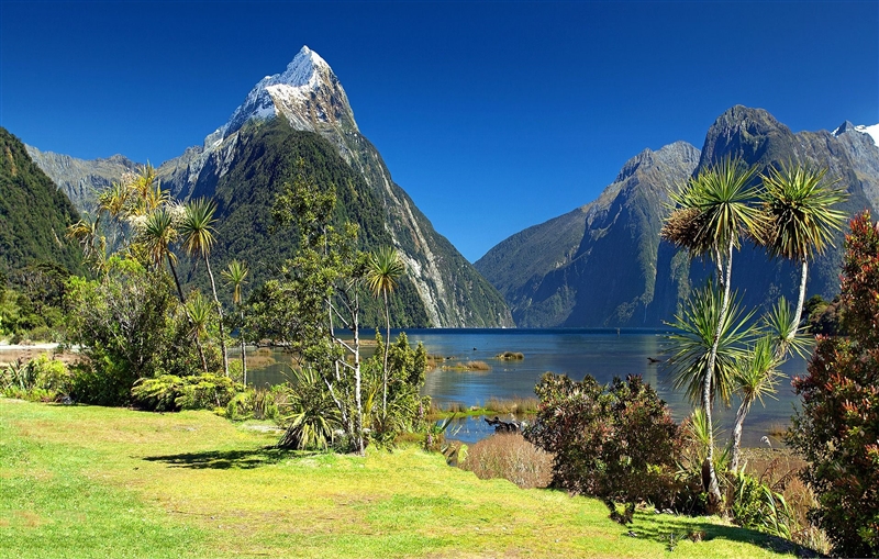 Peisaj exotic cu creste muntoase, apa si palmieri din Noua Zeelanda