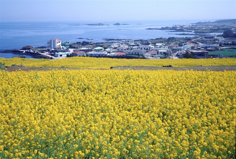 Insula Jeju, Coreea de Sud