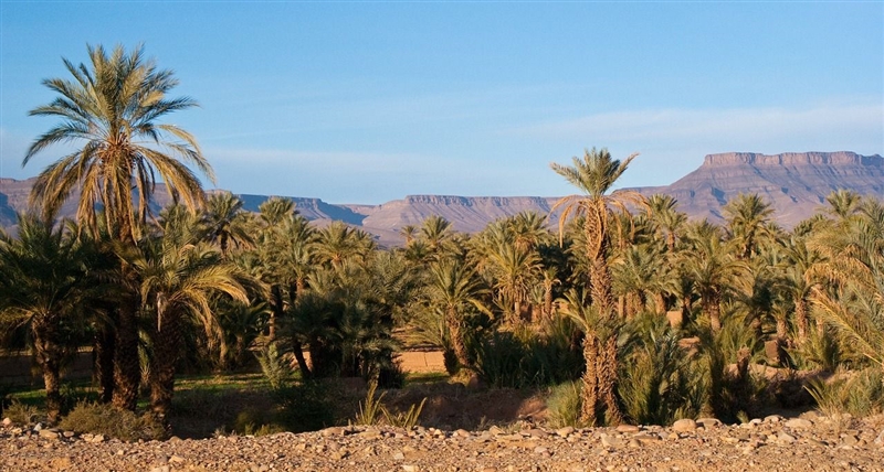 Oaza in Desertul Sahara, Maroc