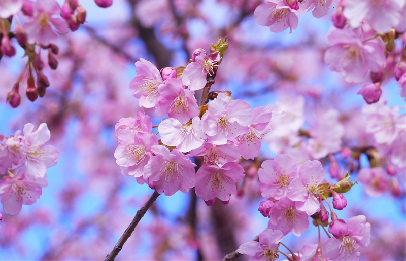 Japonia - festivalul ciresilor in floare