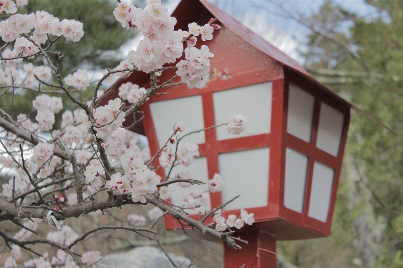 Spectacolul florilor de ciresi (Sakura) in Japonia