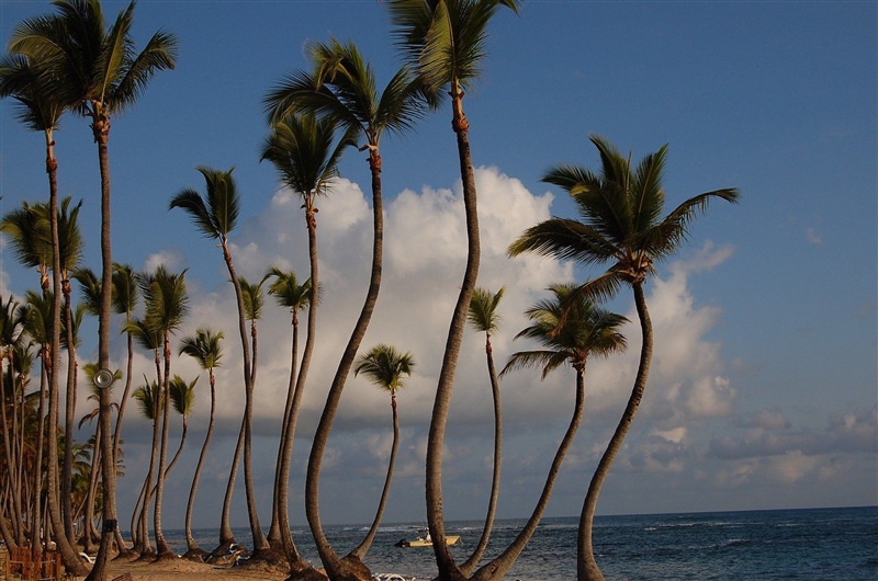 Peisaj exotic cu ocean si palmieri in Republica Dominicana