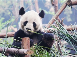 Circuit China  - Muntii Avatar si Croaziera pe Yangtze · Circuit China  - Muntii Avatar si Croaziera pe Yangtze