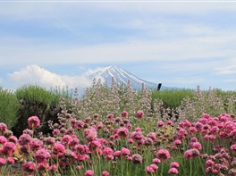 Circuit Japonia - Vestitorii primaverii · Circuit Japonia - Vestitorii primaverii