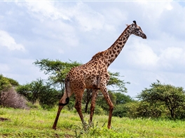Circuit Kenya - Bun venit in Africa (hotel 4*) · Circuit Kenya - Bun venit in Africa (hotel 4*)