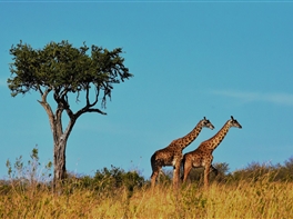 Circuit Tanzania · Circuit Tanzania