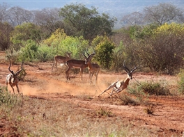 Circuit Trio kenyan (hotel 4*) · Circuit Trio kenyan (hotel 4*)
