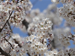 Japonia Ciresilor Infloriti - 16 martie · Japonia Ciresilor Infloriti - 16 martie