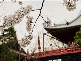 Japonia Ciresilor Infloriti - 23 martie · Japonia Ciresilor Infloriti - 23 martie