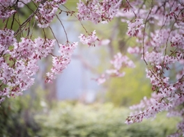 Japonia Ciresilor Infloriti - Tur Premium (10 aprilie) · Japonia Ciresilor Infloriti - Tur Premium (10 aprilie)
