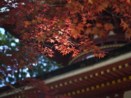 Japonia - Culorile Toamnei (20 noiembrie) · Japonia - Culorile Toamnei (20 noiembrie)