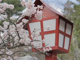 Japonia - Spectacolul Florii de Cires (01.04) · Japonia - Spectacolul Florii de Cires (01.04)