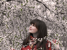 Japonia - Spectacolul Florii de Cires · Japonia - Spectacolul Florii de Cires