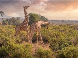 Safari in Kenya si plaja la Oceanul Indian (toamna) · Safari in Kenya si plaja la Oceanul Indian (toamna)