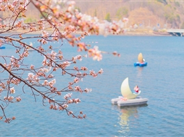 Spectacolul primaverii in Coreea de Sud si Japonia · Spectacolul primaverii in Coreea de Sud si Japonia