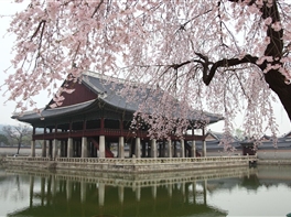 Spectacolul primaverii in Japonia si Coreea de Sud (15 aprilie) · Spectacolul primaverii in Japonia si Coreea de Sud (15 aprilie)